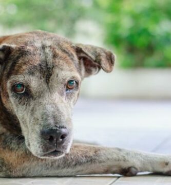 Nyreproblemer hos hunder sykdommer arsaker og symptomer