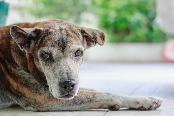 Nyreproblemer hos hunder sykdommer arsaker og symptomer