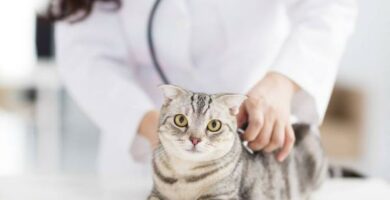 Nyreproblemer hos katter typer og symptomer