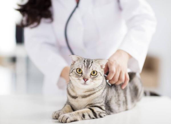 Nyreproblemer hos katter typer og symptomer