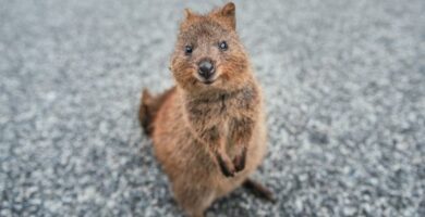 Quokka Kjennetegn habitat og bevaringsstatus