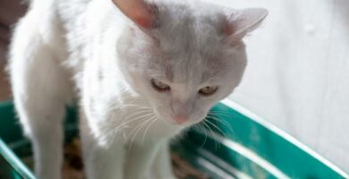 Rektalprolaps hos katter – arsaker behandling og kirurgi