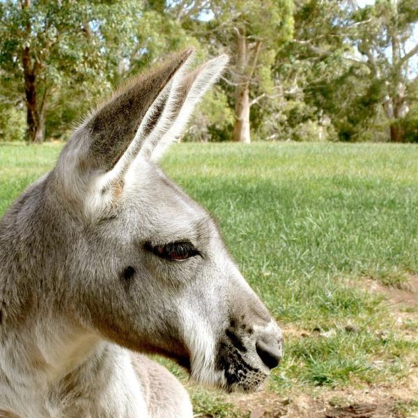 Reproduksjon av kenguru