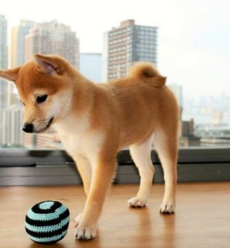 Shiba inu farger