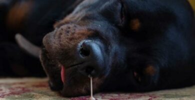 Snor hos hunder Symptomer arsaker og behandlinger