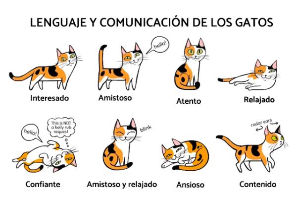 Sprak og kommunikasjon av katter