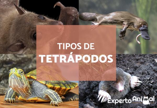 Tetrapoder definisjon evolusjon kjennetegn og eksempler