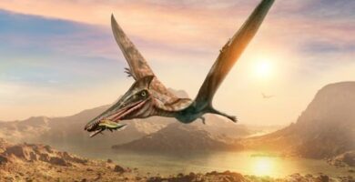 Typer flygende dinosaurer navn og bilder