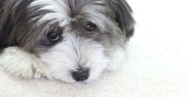 Utvidede pupiller hos hunder arsaker og behandling