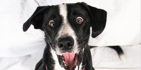 10 kuriositeter om hunder du ikke kan ga glipp av