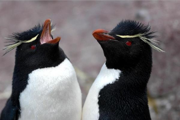 De 10 mest trofaste dyrene til sin kompis - Rockhopper-pingvinen