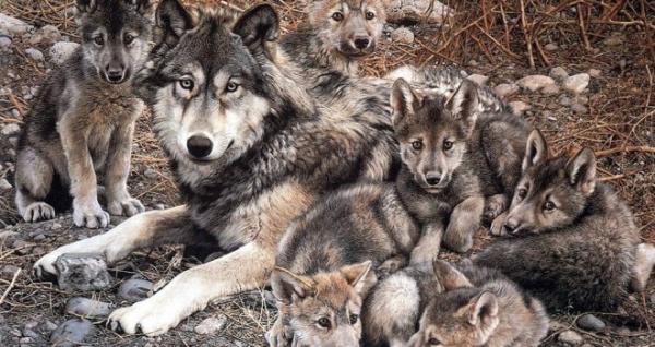 De 10 dyrene som er mest trofaste mot kameraten sin - Grey Wolf