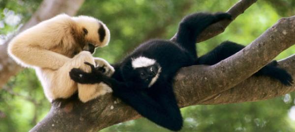 De 10 dyrene som er mest trofaste mot sin partner - Gibbon