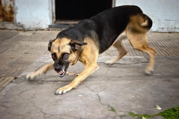 Hva skal jeg gjøre hvis en hund med rabies biter en person?  – Hva er rabies?