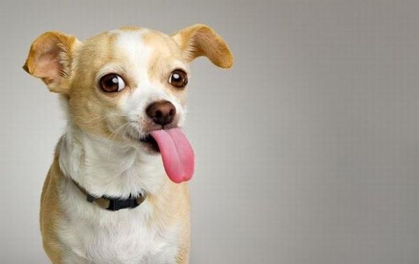 10 kuriositeter om hunder som du ikke kan gå glipp av - 10. De oppfatter ikke salte smaker
