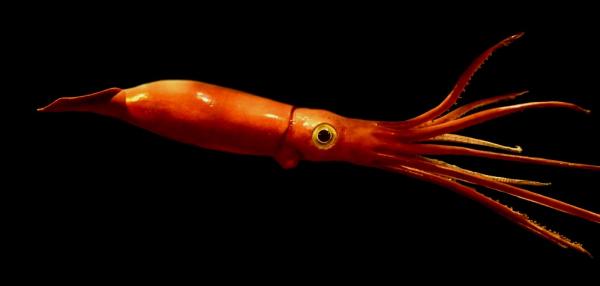 Marine fauna i Mexico - gigantisk Humboldt blekksprut
