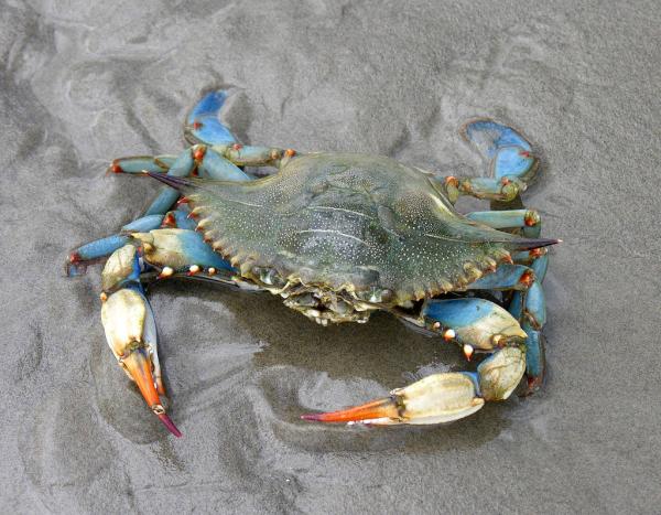 Den marine faunaen i Mexico - Blå krabbe