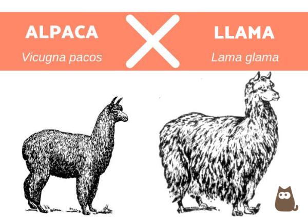 Forskjeller mellom lama og alpakka - Forskjeller mellom lama og alpakka
