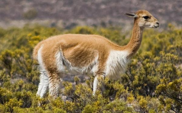 Forskjeller mellom lama og alpakka - Kjennetegn på vicuñas (Vicugna vicugna)