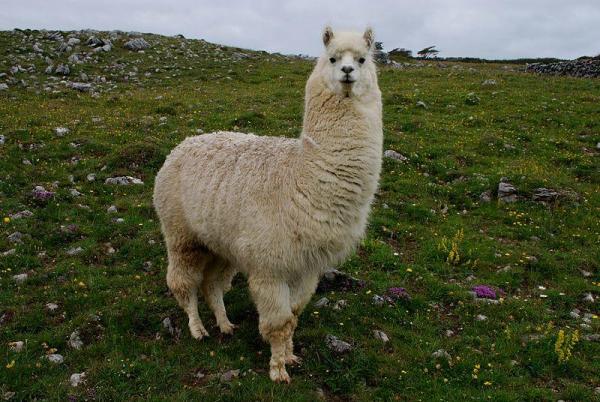 Forskjeller mellom lama og alpakka - Kjennetegn på lamaer (Lama glama)