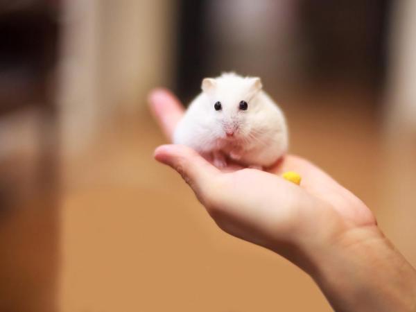 Kuriosa om hamstere - 3. De har svært kort forventet levetid