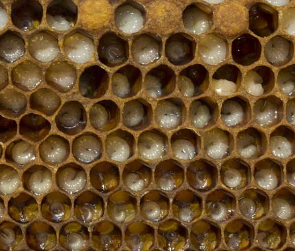 Hvordan blir bier født?  – Hvor lang tid tar det før en bidronning legger egg?