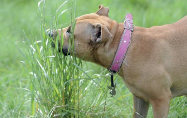 10 myter om hunder du bør kjenne til - 4. Hunder spiser gress for å rense seg selv