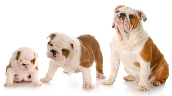 10 myter om hunder du bør kjenne til - 1. Ett menneskeår tilsvarer syv hundeår