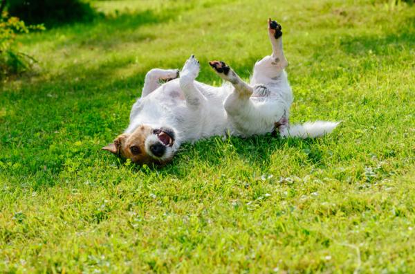 Happy Dog Poses - Ruller i gresset