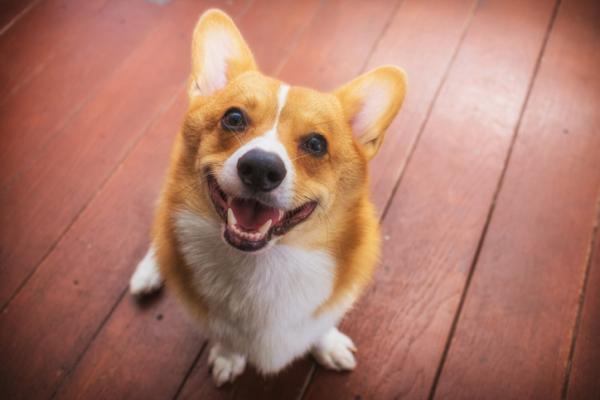 Stillinger til en glad hund - Hunden din smiler