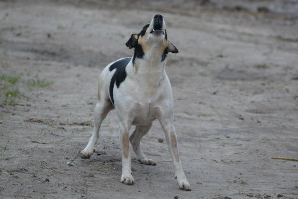 Hva betyr hundens bjeffing - Kontinuerlig, rask og middels bjeffing