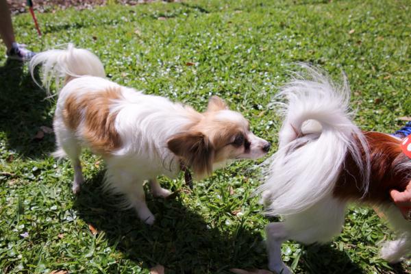 Hvorfor lukter hunder halen?  – Hvorfor lukter hunder hverandre?
