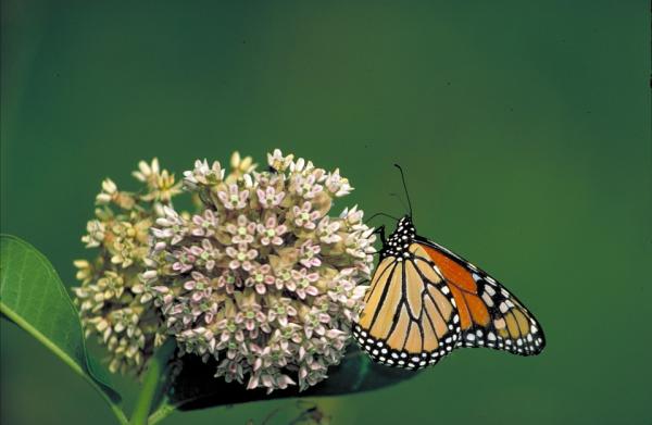 Monarch Butterfly Characteristics - Monarch Butterfly Diet