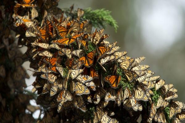 Monarch Butterfly Characteristics - Monarch Butterfly Migration