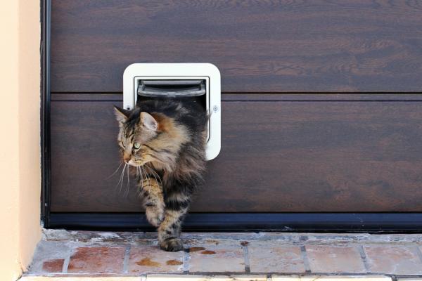 11 kuriositeter om katter som du sannsynligvis ikke visste - 5. Newton kunne ha skapt den første 