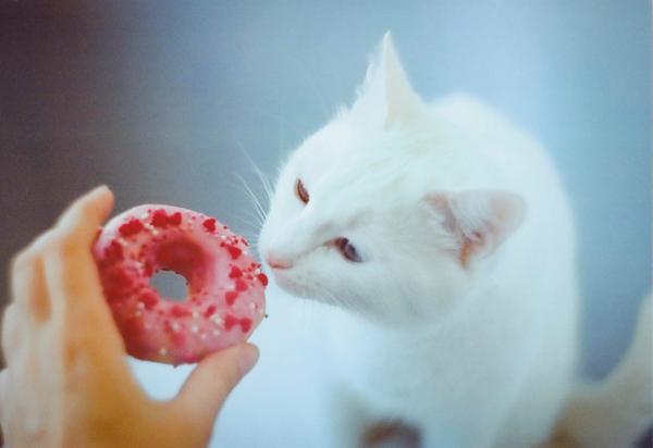 11 kuriositeter om katter som du sannsynligvis ikke visste - 2. Katter oppfatter ikke søte smaker 