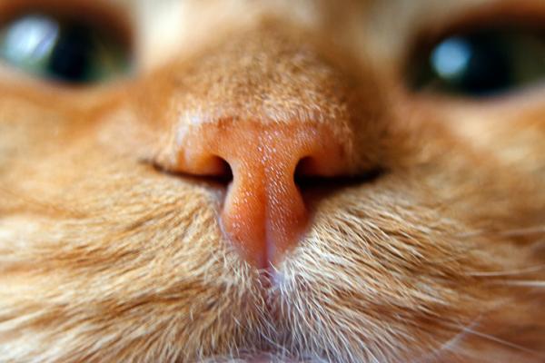 11 kuriositeter om katter som du sannsynligvis ikke visste - 7. Fingeravtrykkene deres er på nesen