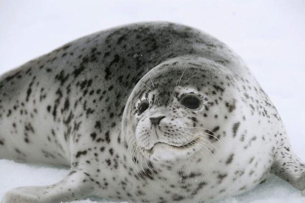 Arctic Tundra Fauna - The Ocellated Seal