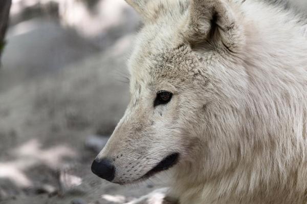 Faunaen til den arktiske tundraen - Den arktiske ulven