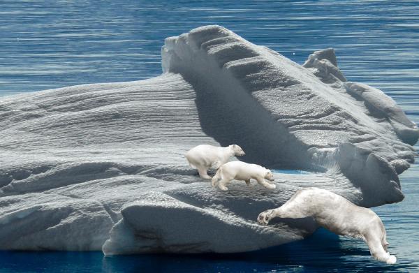 Arktisk tundrafauna - isbjørn