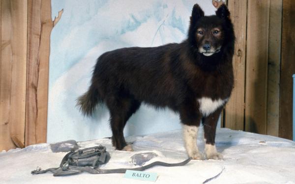 Historien om Balto, ulvehunden som ble en helt - Last days of Balto