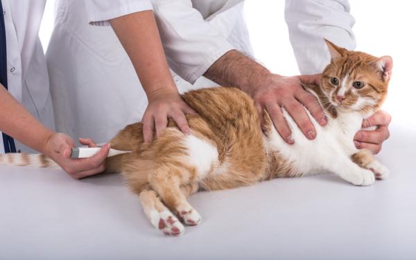 Blod i kattens avføring - Årsaker og mulige sykdommer - Hva skal jeg gjøre hvis jeg ser blod i kattens avføring?