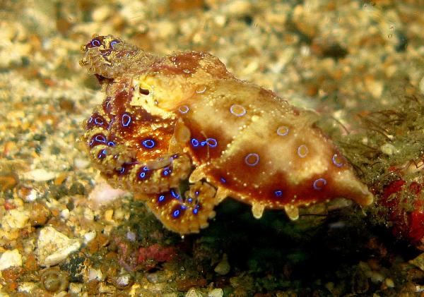 De 5 farligste sjødyrene i verden - blåringet blekksprut