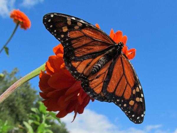 De 10 dyrene som lever minst - 6. Monark sommerfugler