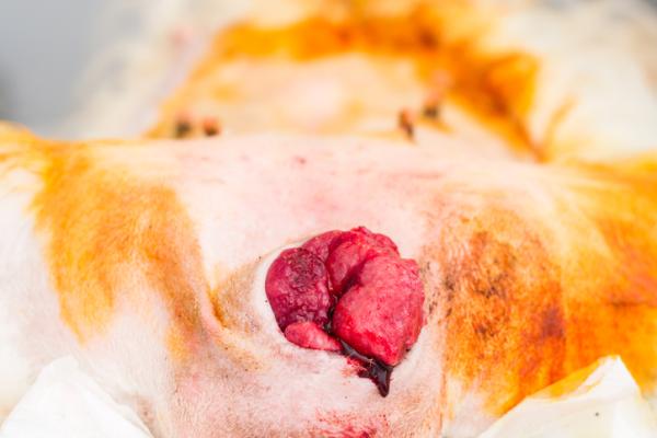 Mykvevssarkom hos hunder - Symptomer og behandling - Hva er et bløtvevssarkom?