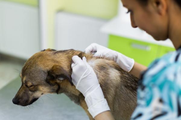Serom hos hunder - Symptomer og behandling - Diagnose av serom hos hunder
