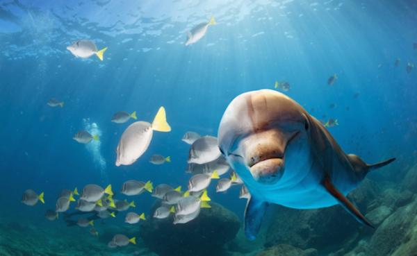 Er delfinen et pattedyr eller en fisk?  – Er delfinen en fisk eller et pattedyr?
