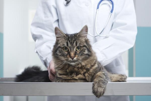 Cushings syndrom hos katter - Symptomer og behandling - Behandling