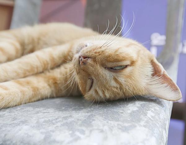 Besvimelsessyndrom hos katter - Symptomer, årsaker og hva du skal gjøre - Symptomer på besvimelsessyndrom hos katter