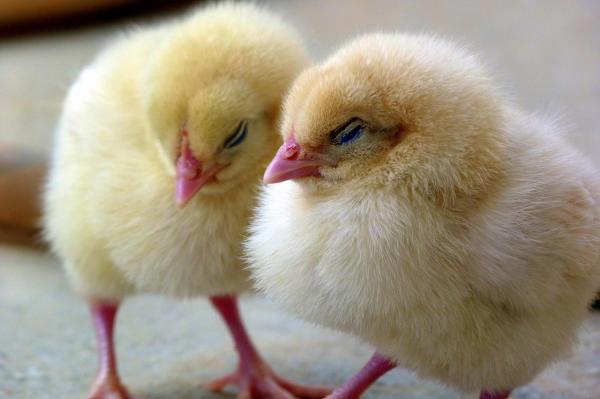 Reproduksjonen av kyllinger - Inkubasjonsprosess